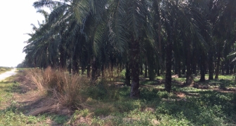 2 Acre Agriculture Land For Sale in Telok Panglima Garang
